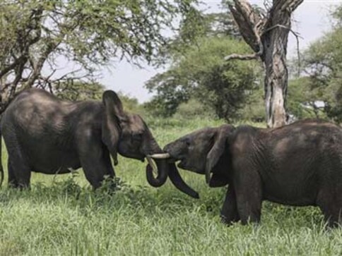 Sharp decline of elephants in Tanzania is direct result of poaching