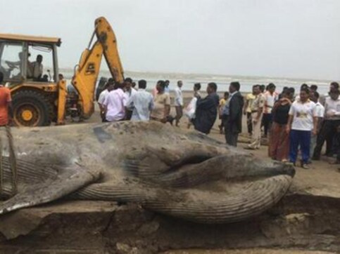 42-ft-long blue whale washed ashore near Mumbai coast, dies 42-ft-long blue whale washed ashore near Mumbai coast, dies
