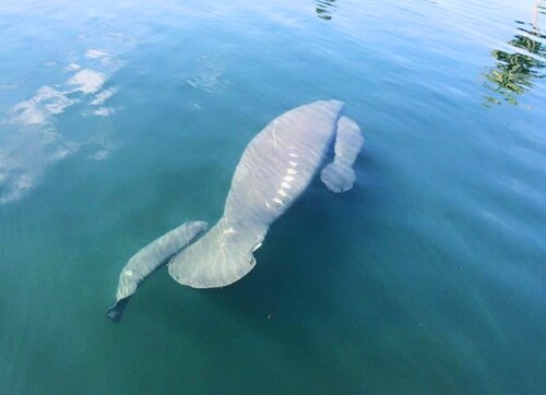 Watch: Never seen before video of rare twin baby manatees Watch: Never seen before video of rare twin baby manatees
