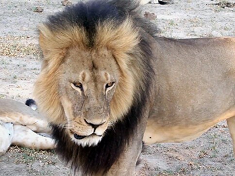 Not just Cecil: Zimbabwe says US citizen had killed another lion illegally Not just Cecil: Zimbabwe says US citizen had killed another lion illegally