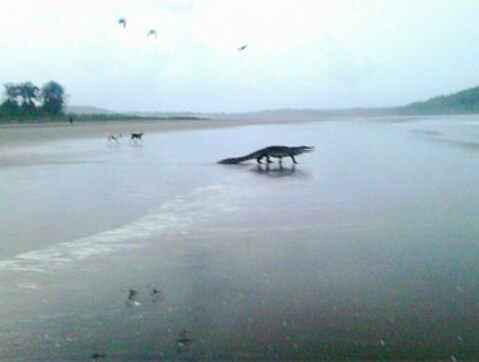 Crocodile on the beach! Facebook post of reptile on Goa's Morjim beach goes viral Crocodile on the beach! Facebook post of reptile on Goa's Morjim beach goes viral