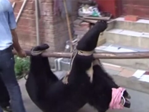 Man in China raises 'puppies' for 2 years, discovers they're actually bears Man in China raises 'puppies' for 2 years, discovers they're actually bears