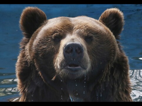 Real-life Baloo? Bear breaks into bakery in US, eats nearly 40 pies Real-life Baloo? Bear breaks into bakery in US, eats nearly 40 pies