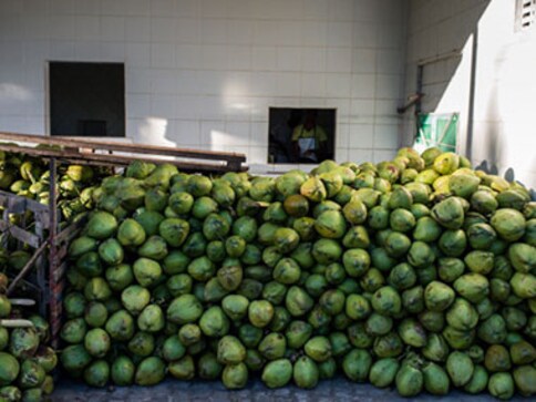 The future of Indian coconut farming depends on what's grown between palms