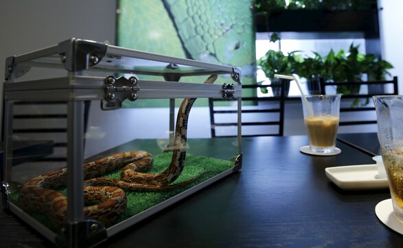 Coffee and poison: Snake cafe opens in Tokyo's fashion district Coffee and poison: Snake cafe opens in Tokyo's fashion district
