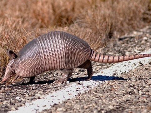 Texas man shoots armadillo, gets hit in face by bullet ricochet Texas man shoots armadillo, gets hit in face by bullet ricochet