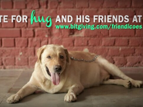 There is hope for Friendicoes: Animal lovers raise Rs 13 lakhs in a day after NGO faces funds crunch