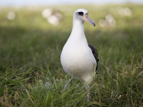 90 percent of seabirds have consumed plastic: New study reveals shocking fact