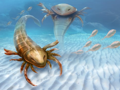 'Tom Cruise size' bug ruled the seas 460 million years ago 'Tom Cruise size' bug ruled the seas 460 million years ago