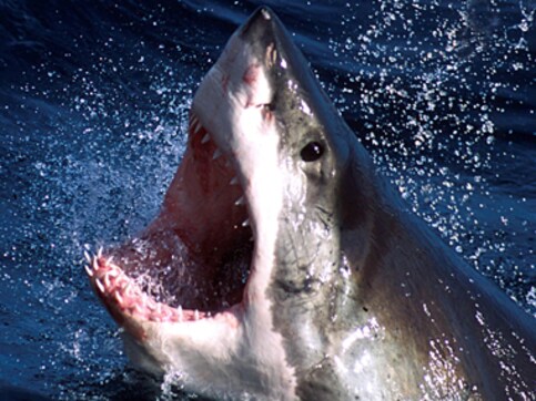 Braving shark attack, 65-year-old manages to get back on his surf ski Braving shark attack, 65-year-old manages to get back on his surf ski