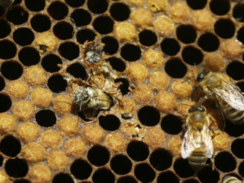 Bee attack forces kin to abandon body of 80-year-old woman at burial ground, run for cover Bee attack forces kin to abandon body of 80-year-old woman at burial ground, run for cover