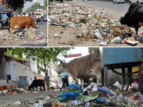 Gau mata, really? Why cows are symbols of our hypocrisy Gau mata, really? Why cows are symbols of our hypocrisy
