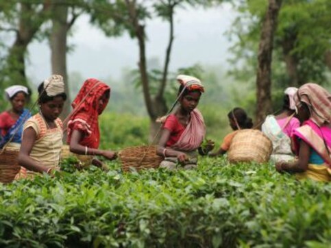 Hapless tea, jute farmers of Seemanchal expect new Bihar govt to be more responsive Hapless tea, jute farmers of Seemanchal expect new Bihar govt to be more responsive