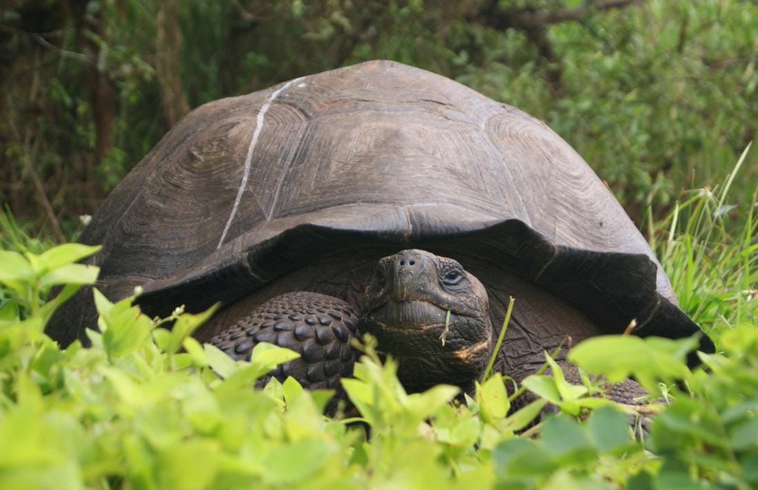  Galapagos island receives 36 endangered giant tortoises bred in captivity, quarantined