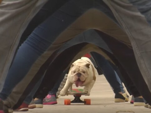 Watch: A bulldog just set a record for skateboarding through the longest 'human tunnel' Watch: A bulldog just set a record for skateboarding through the longest 'human tunnel'