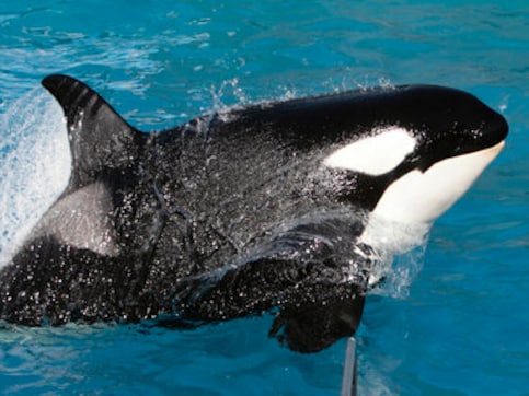 Goodbye Shamu! SeaWorld to end orca shows by 2017 in San Diego Goodbye Shamu! SeaWorld to end orca shows by 2017 in San Diego