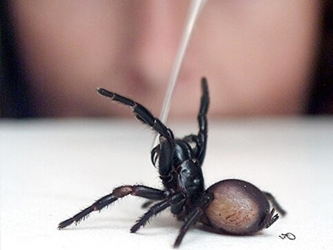 'I'm going to kill you!': Australian cops rush to murder scene, find dead spider 'I'm going to kill you!': Australian cops rush to murder scene, find dead spider