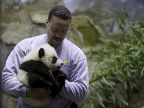 Washington zoo ready for baby panda Bei Bei's public debut Washington zoo ready for baby panda Bei Bei's public debut