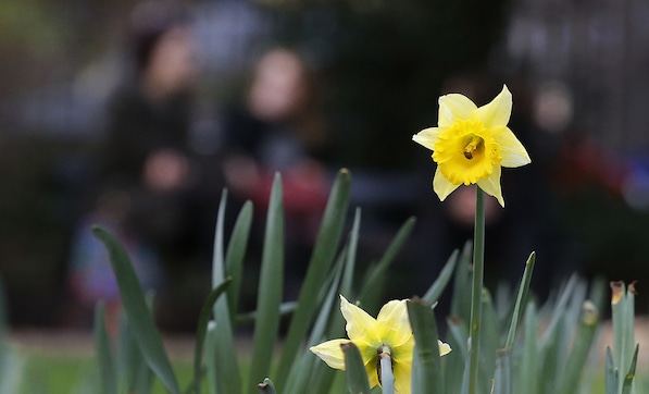 Daffodils in bloom in December: Strangely warm weather in UK Daffodils in bloom in December: Strangely warm weather in UK