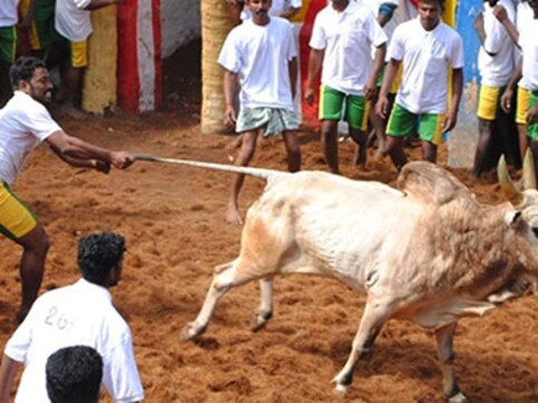 No Jallikattu to be held in Tamil Nadu as Supreme Court stays govt order lifting ban on practice No Jallikattu to be held in Tamil Nadu as Supreme Court stays govt order lifting ban on practice