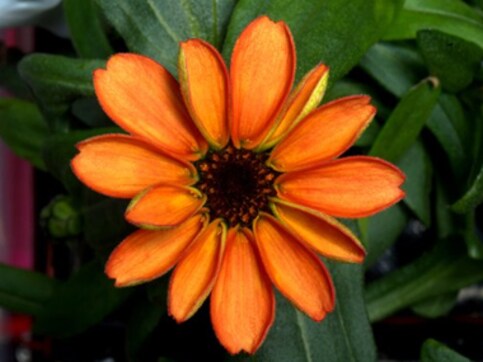The green fingers of Nasa: Meet zinnia, the first flower grown in space The green fingers of Nasa: Meet zinnia, the first flower grown in space
