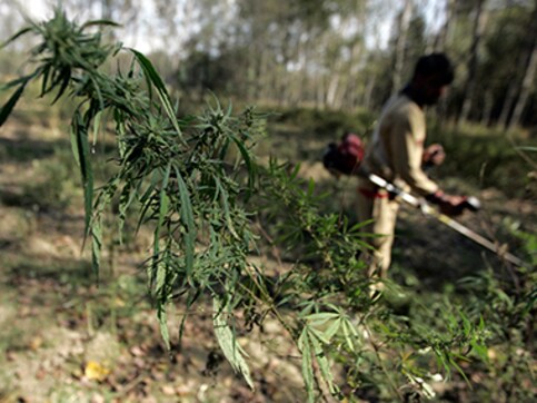 West Bengal: Security forces destroy over 700 acres of poppy in Malda West Bengal: Security forces destroy over 700 acres of poppy in Malda