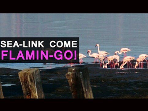 Watch: Paradise in danger? Navi Mumbai-Sewri sea link threatens migratory flamingos Watch: Paradise in danger? Navi Mumbai-Sewri sea link threatens migratory flamingos