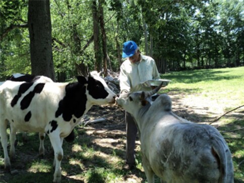 Just a prank or 'ethnic intimidation'? Severed cow's head placed at Hindu sanctuary in Pennsylvania Just a prank or 'ethnic intimidation'? Severed cow's head placed at Hindu sanctuary in Pennsylvania