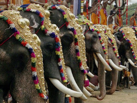 Peta sends legal notice to Kerala govt over issue of ownership of illegally held captive elephants Peta sends legal notice to Kerala govt over issue of ownership of illegally held captive elephants