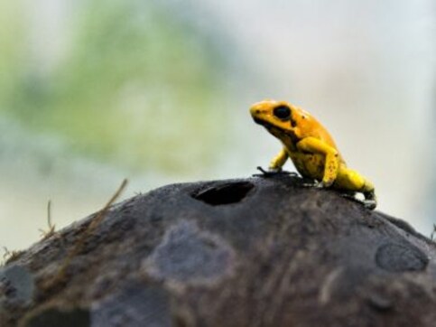 Indian researcher-led team discovers new frog species in Karnataka Indian researcher-led team discovers new frog species in Karnataka