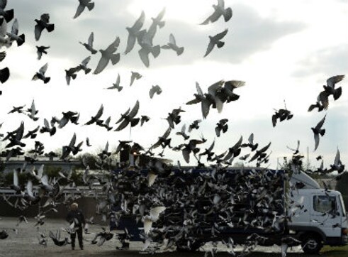 The Maneka Gandhi column: High time we took action against animal torture in pigeon racing The Maneka Gandhi column: High time we took action against animal torture in pigeon racing