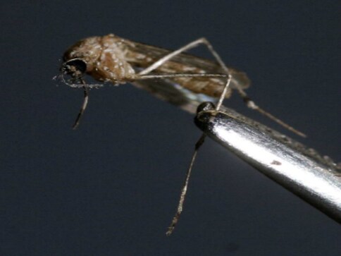 Brazilian scientists detect Zika in another mosquito Brazilian scientists detect Zika in another mosquito