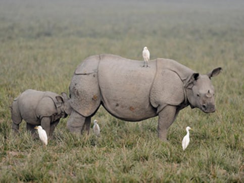 Gogoi expresses concern over rhino killings at Kaziranga, orders probe Gogoi expresses concern over rhino killings at Kaziranga, orders probe