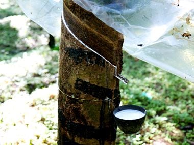 rubber cultivation in india