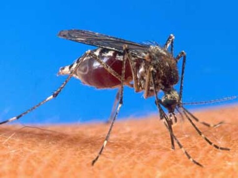 21 countries could be malaria-free by 2020, reports WHO 21 countries could be malaria-free by 2020, reports WHO