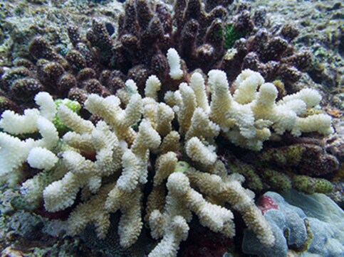 Coral reefs turn ghostly white as El Niño creates mayhem in Lakshadweep Coral reefs turn ghostly white as El Niño creates mayhem in Lakshadweep