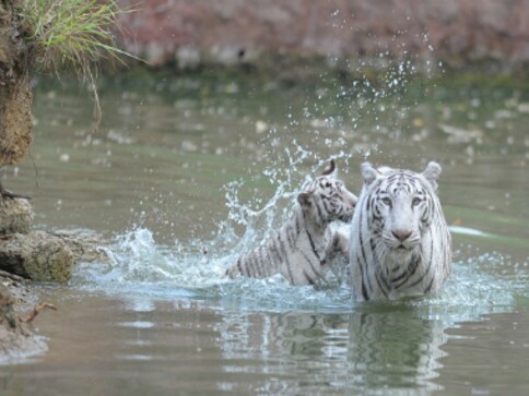 World's first white tiger safari opens in Madhya Pradesh World's first white tiger safari opens in Madhya Pradesh