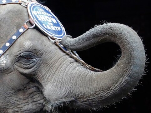 Centre proposes ban on animals in circuses; animal rights activists call move 'progressive and laudable' Centre proposes ban on animals in circuses; animal rights activists call move 'progressive and laudable'