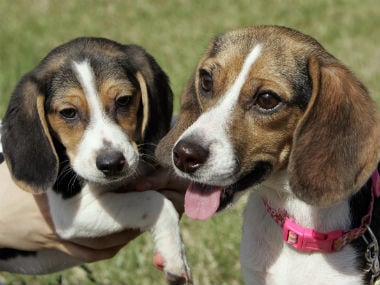 beagles rescued from lab