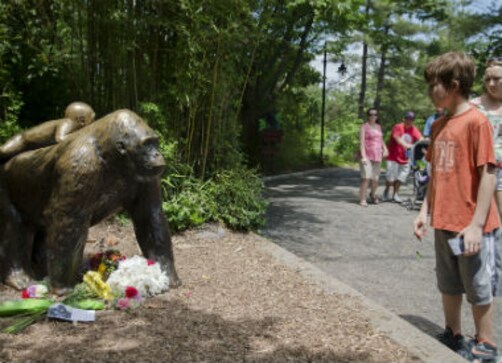 Three days after gorilla's death, Cincinnati zoo puts up brave front Three days after gorilla's death, Cincinnati zoo puts up brave front