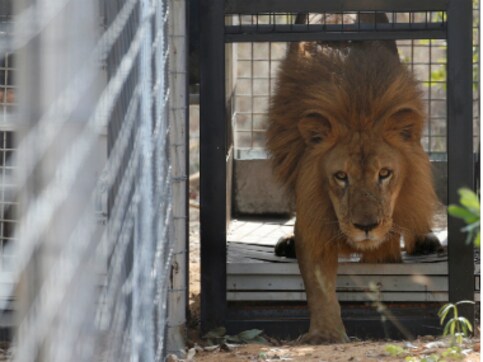 Chile: Zoo officials kill two lions for mauling naked man Chile: Zoo officials kill two lions for mauling naked man