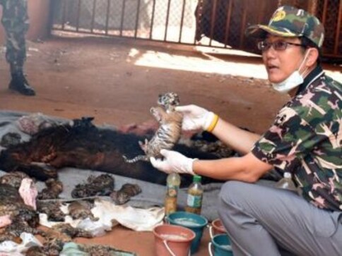 Enough proof that Tiger Temple abott was involved in trafficking of big cats: Thai officials