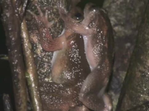 Getting down and dirty: Researchers reveal how Bombay night frogs mate Getting down and dirty: Researchers reveal how Bombay night frogs mate
