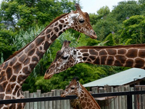 On World Giraffe Day, wildlife advocates call to protect the dwindling herbivores On World Giraffe Day, wildlife advocates call to protect the dwindling herbivores