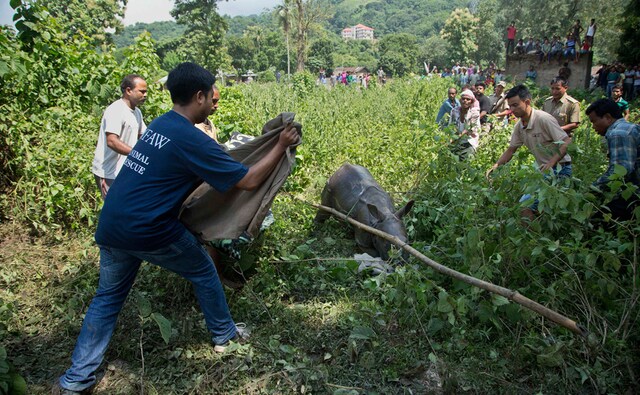 Forest officials and wildlife conservationists try to catch a baby rhino that strayed from Kaziranga National Park in Assam into an adjacent village after the park was flooded. Six rhino calves who were displaced in the floods were rescued, an official said. AP Forest officials and wildlife conservationists try to catch a baby rhino that strayed from Kaziranga National Park in Assam into an adjacent village after the park was flooded. Six rhino calves who were displaced in the floods were rescued, an official said. AP