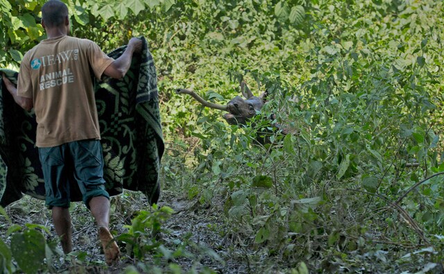 “They (the baby rhinos) were found separated from their mothers after being washed away in the floods. We have rescued them and they are under treatment at our veterinary centre which is five km away from the main gate of the park,” Rathin Barman, deputy director of Wildlife Trust of India, which runs the Centre for Wildlife Rehabilitation and Conservation, said. AP “They (the baby rhinos) were found separated from their mothers after being washed away in the floods. We have rescued them and they are under treatment at our veterinary centre which is five km away from the main gate of the park,” Rathin Barman, deputy director of Wildlife Trust of India, which runs the Centre for Wildlife Rehabilitation and Conservation, said. AP