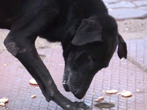 Watch: Navi Mumbai observes Poison Biscuit Day in memory of murdered stray dogs Watch: Navi Mumbai observes Poison Biscuit Day in memory of murdered stray dogs