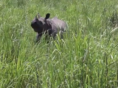 Rare Indian rhinos face growing threat from poachers Rare Indian rhinos face growing threat from poachers