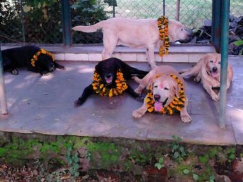 Caesar, the police dog on duty during 26/11, slides into depression after furry friend's demise Caesar, the police dog on duty during 26/11, slides into depression after furry friend's demise