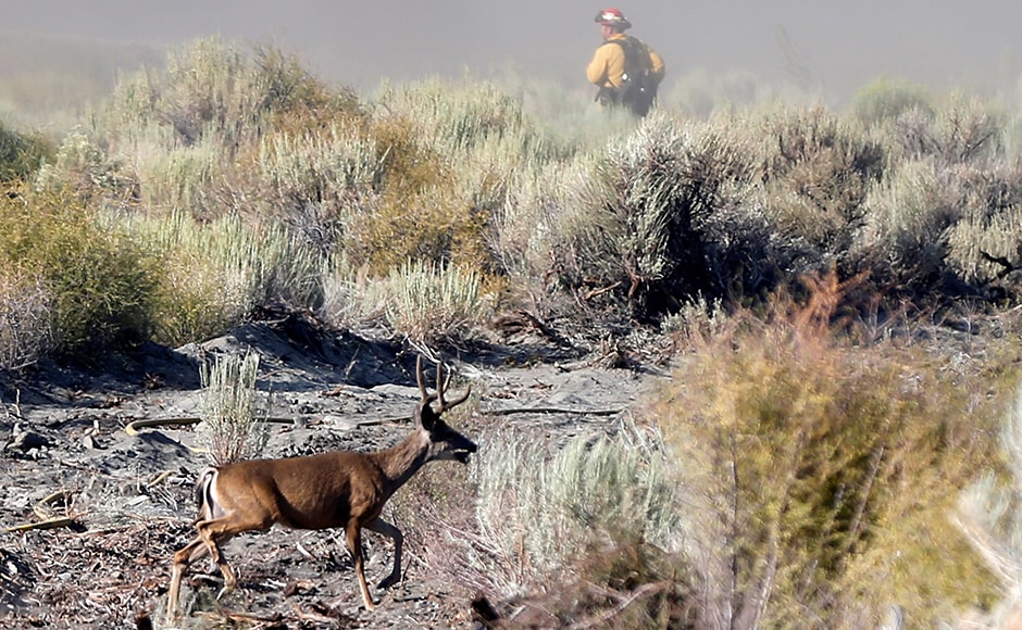 The so-called Blue Cut Fire ignited on Tuesday in the mountainous Cajon Pass and has exploded to cover 25,626 acres (10,370 hectares). Reuters The so-called Blue Cut Fire ignited on Tuesday in the mountainous Cajon Pass and has exploded to cover 25,626 acres (10,370 hectares). Reuters
